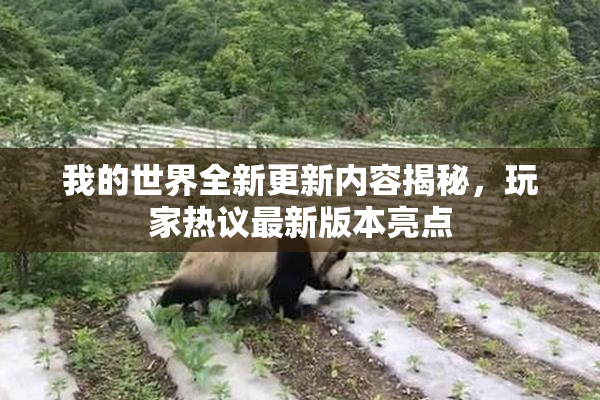 我的世界全新更新内容揭秘，玩家热议最新版本亮点
