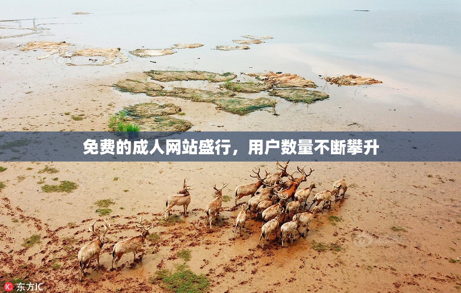 免费的成人网站盛行，用户数量不断攀升