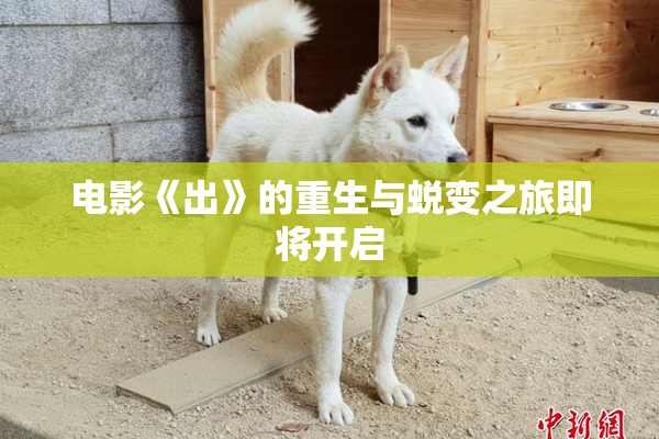 电影《出》的重生与蜕变之旅即将开启