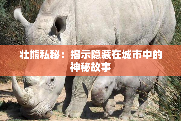 壮熊私秘：揭示隐藏在城市中的神秘故事