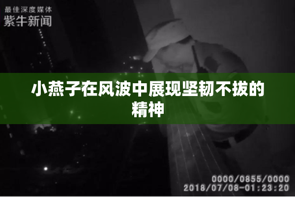 小燕子在风波中展现坚韧不拔的精神