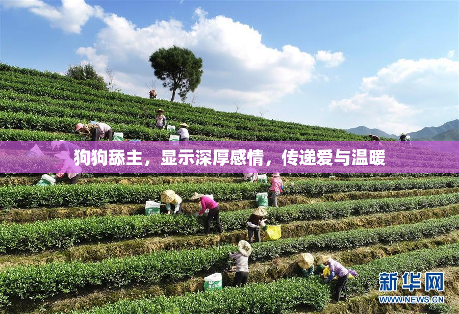 狗狗舔主，显示深厚感情，传递爱与温暖
