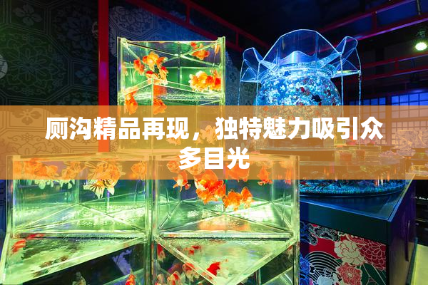 厕沟精品再现，独特魅力吸引众多目光