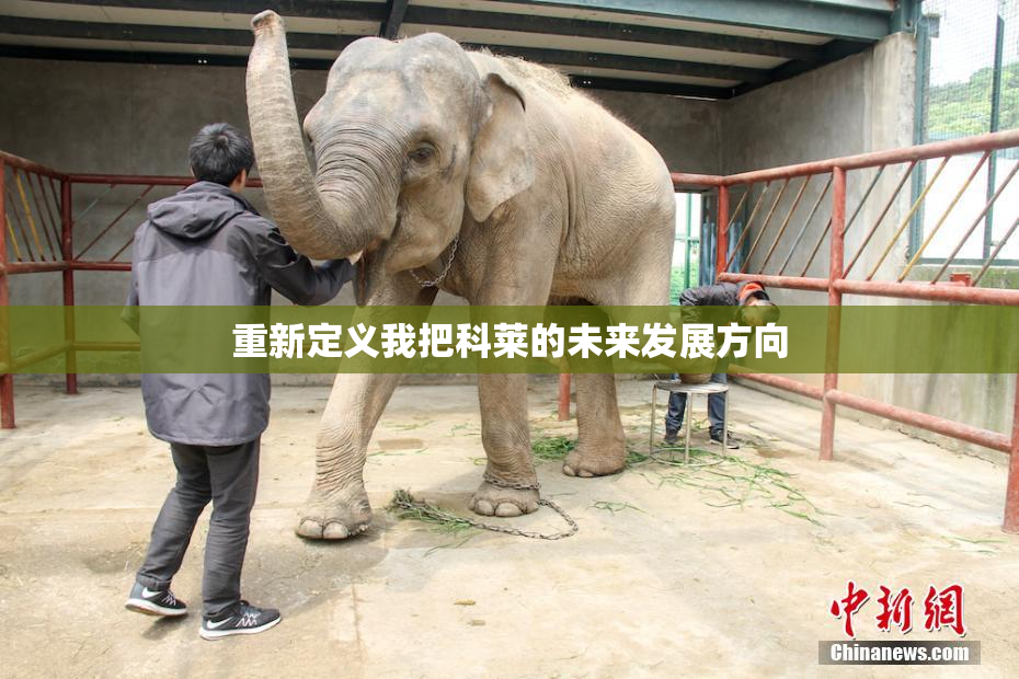 重新定义我把科莱的未来发展方向