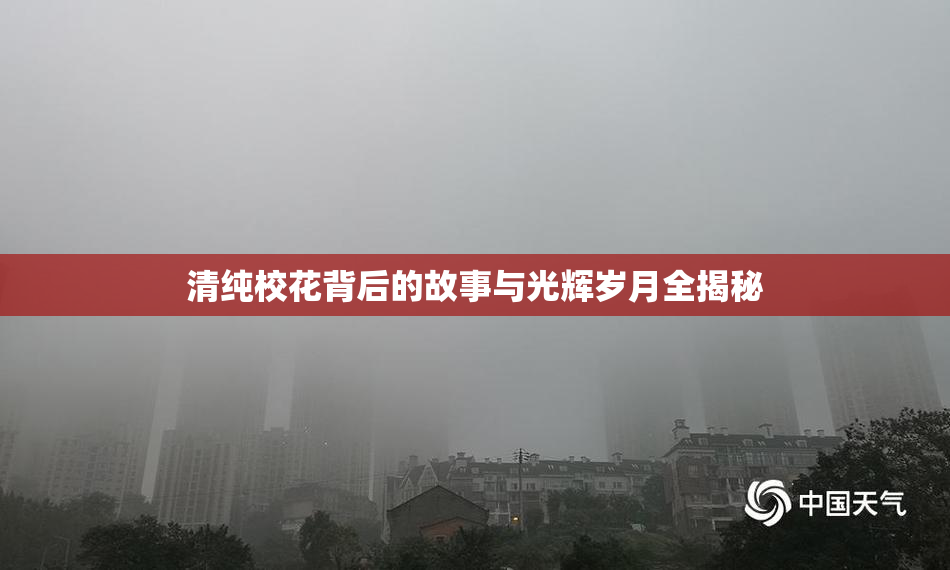 清纯校花背后的故事与光辉岁月全揭秘