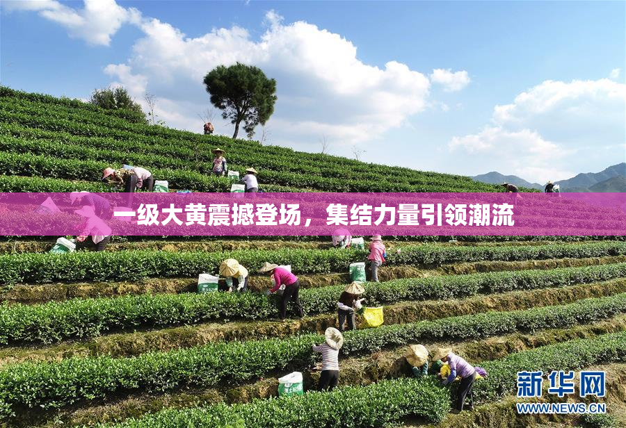一级大黄震撼登场，集结力量引领潮流