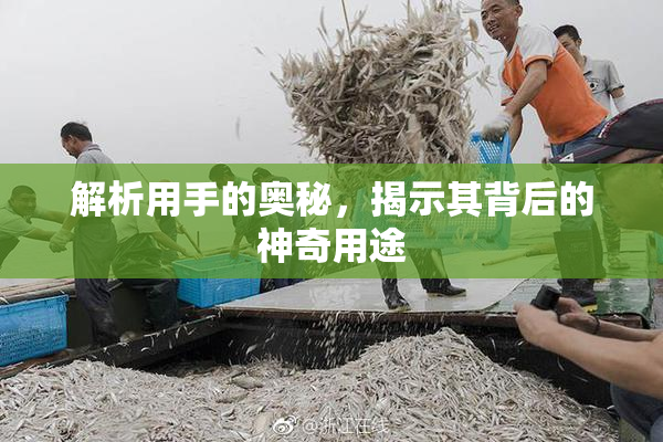 解析用手的奥秘，揭示其背后的神奇用途