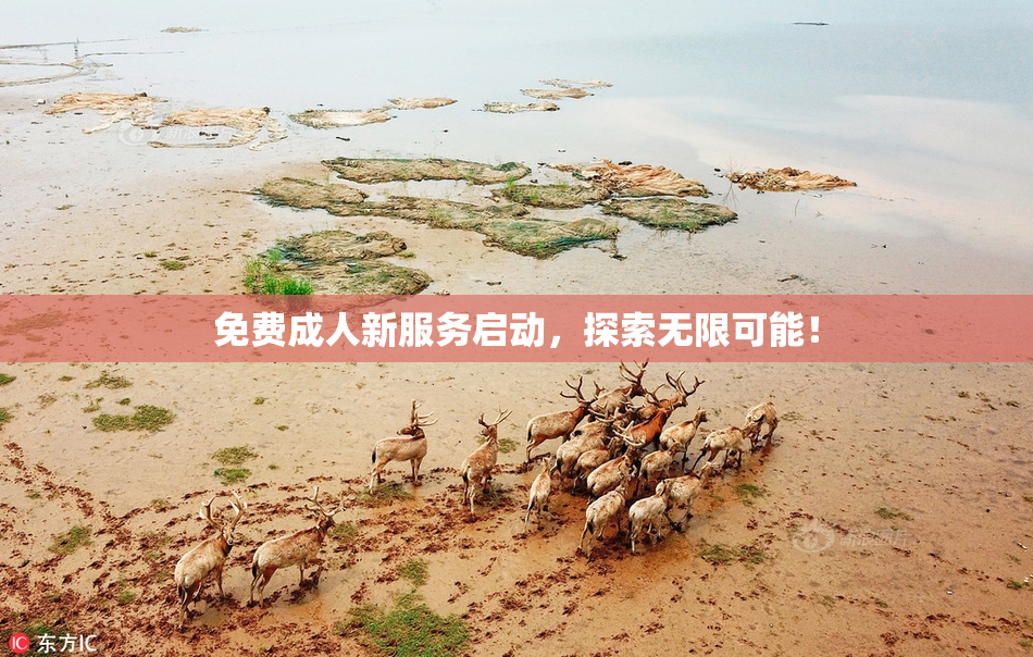 免费成人新服务启动，探索无限可能！