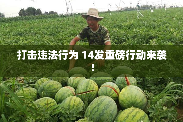 打击违法行为 14发重磅行动来袭！