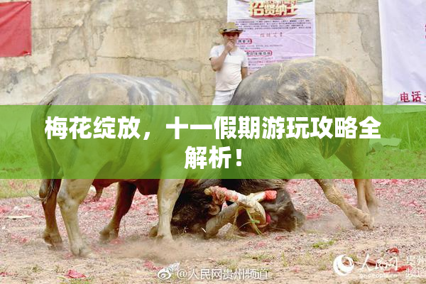 梅花绽放，十一假期游玩攻略全解析！