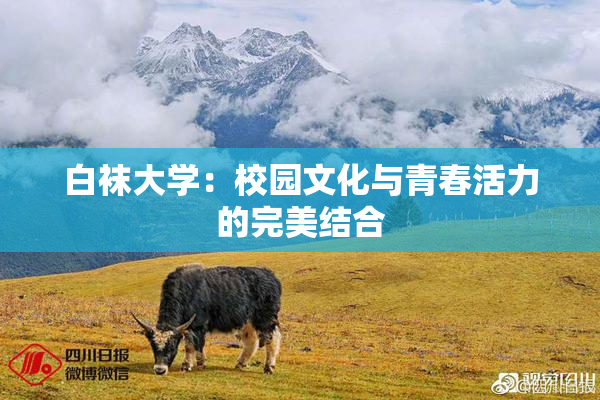 白袜大学：校园文化与青春活力的完美结合