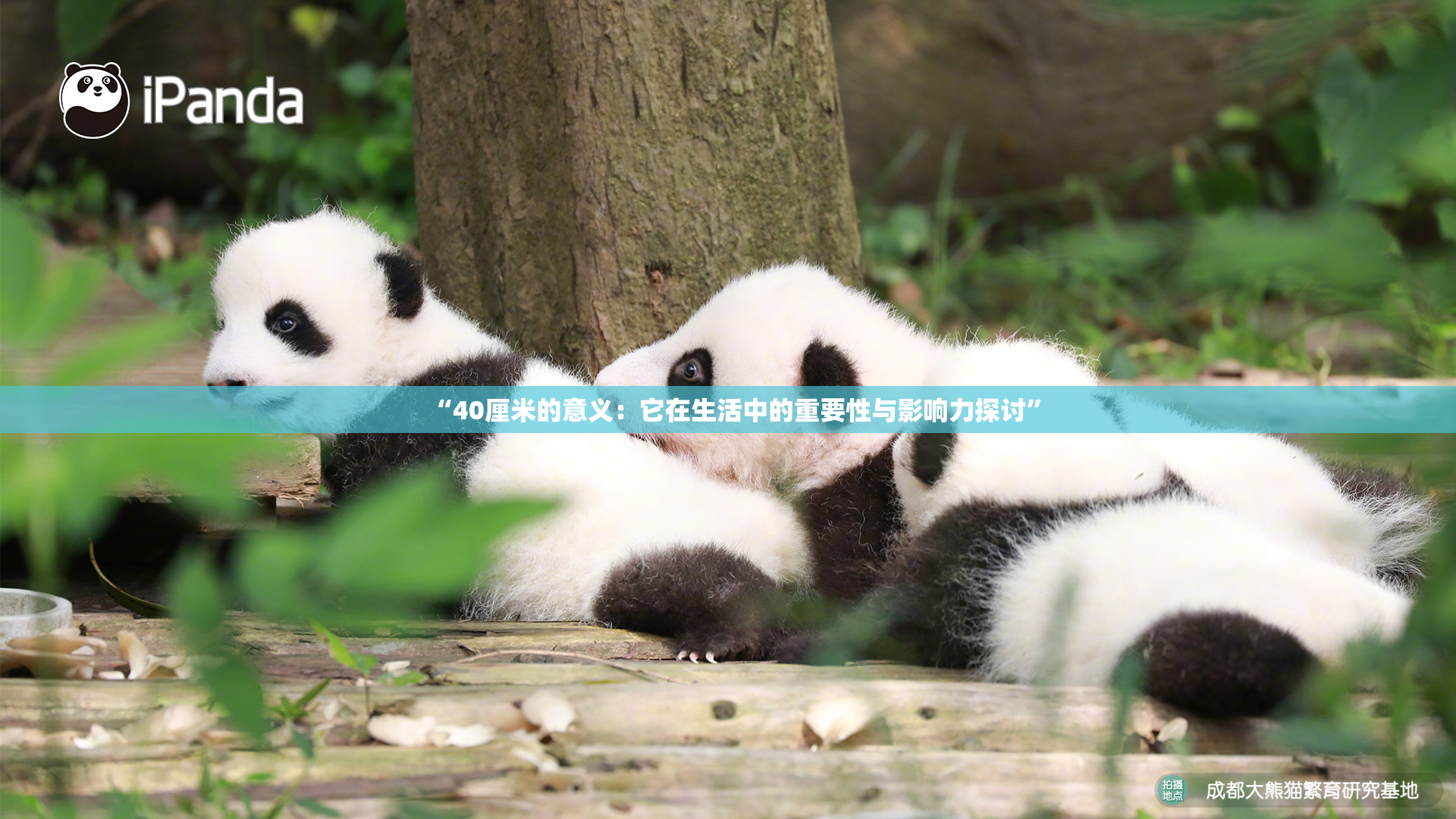 “40厘米的意义：它在生活中的重要性与影响力探讨”