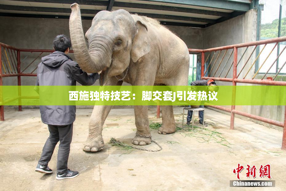 西施独特技艺：脚交套J引发热议