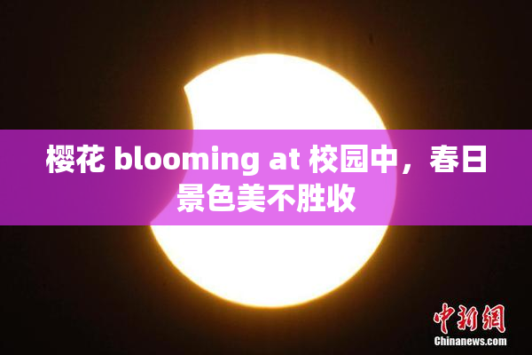 樱花 blooming at 校园中，春日景色美不胜收
