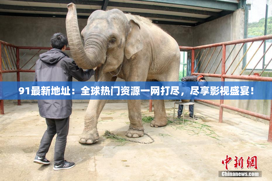 91最新地址：全球热门资源一网打尽，尽享影视盛宴！