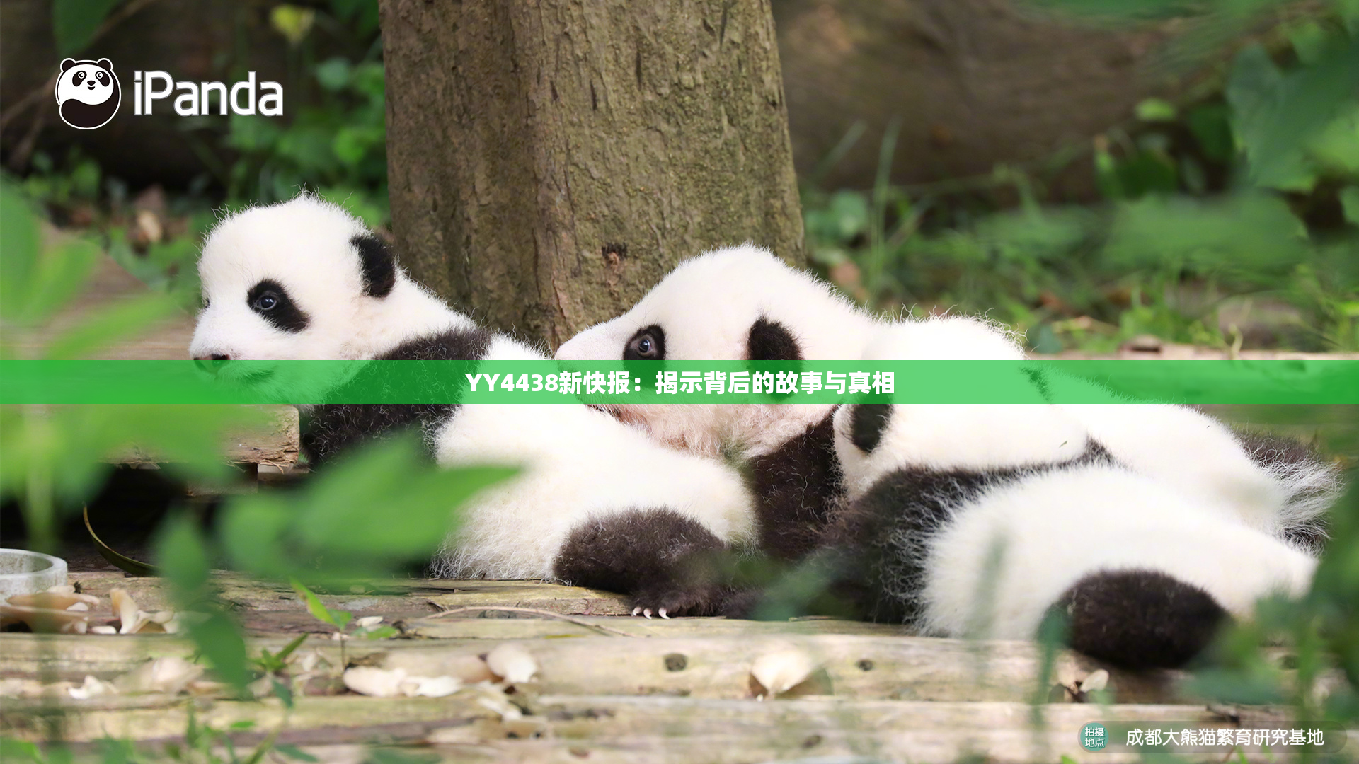 YY4438新快报：揭示背后的故事与真相