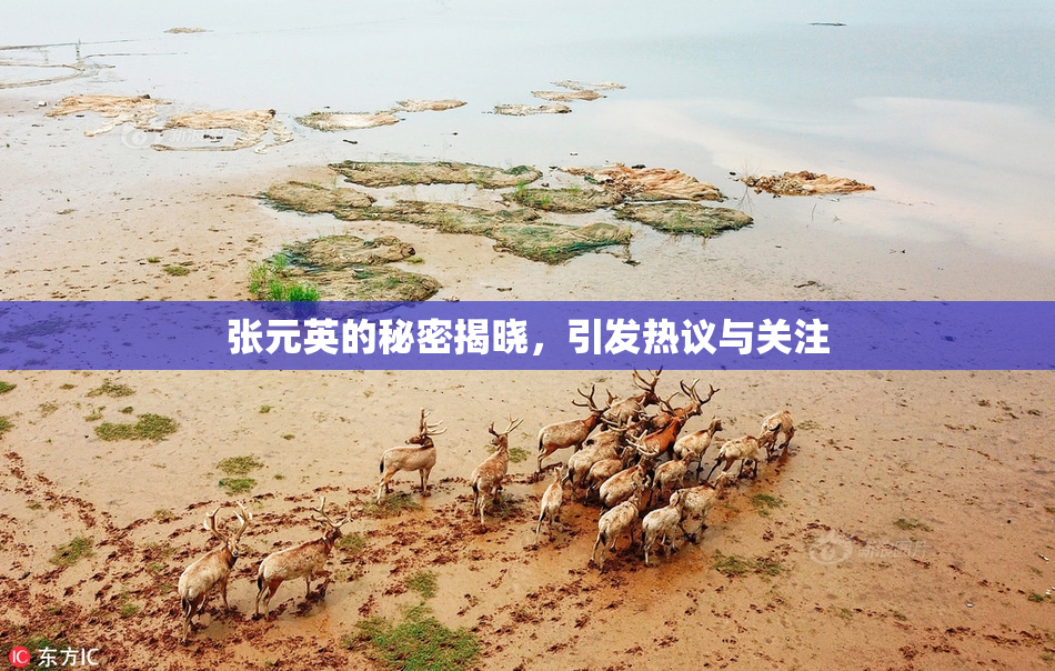 张元英的秘密揭晓，引发热议与关注