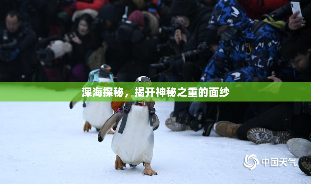深海探秘，揭开神秘之重的面纱