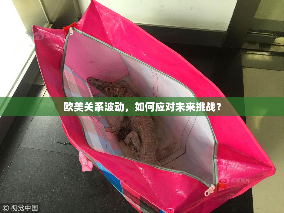 欧美关系波动，如何应对未来挑战？