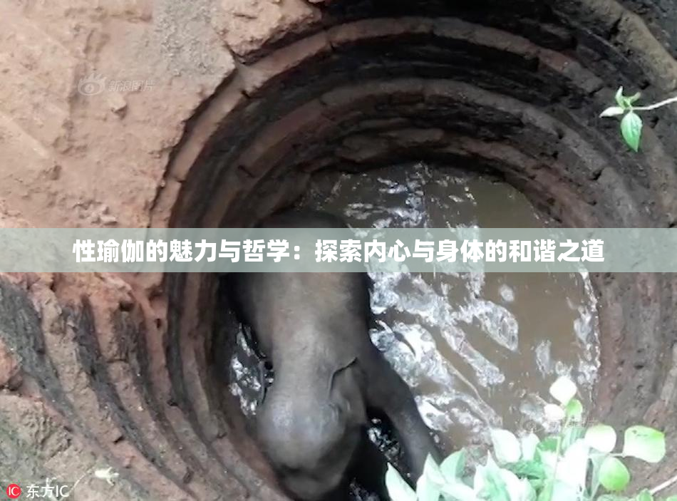 性瑜伽的魅力与哲学：探索内心与身体的和谐之道