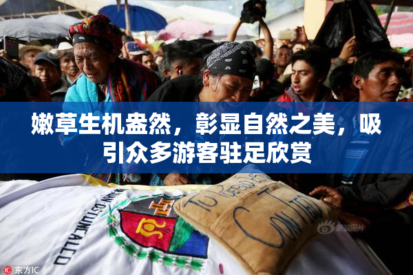 嫩草生机盎然，彰显自然之美，吸引众多游客驻足欣赏
