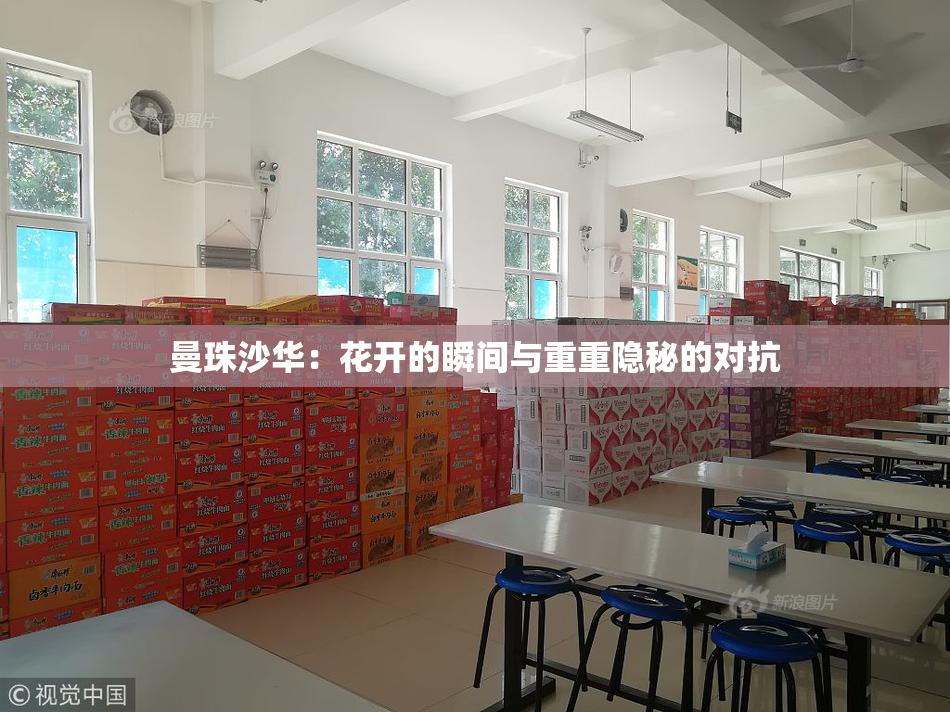 曼珠沙华：花开的瞬间与重重隐秘的对抗