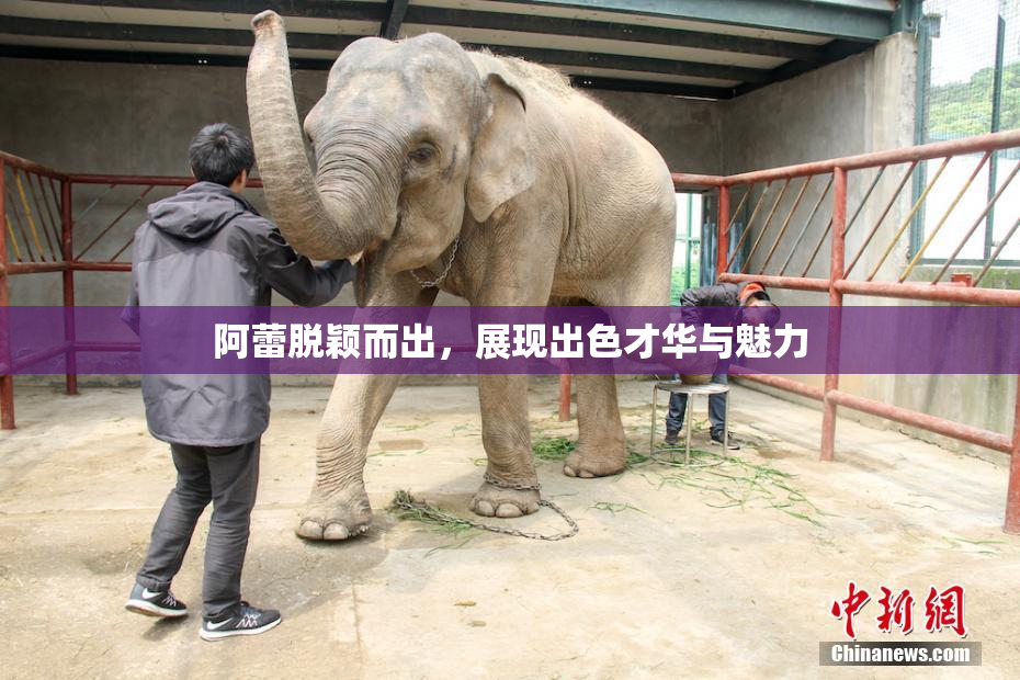 阿蕾脱颖而出，展现出色才华与魅力