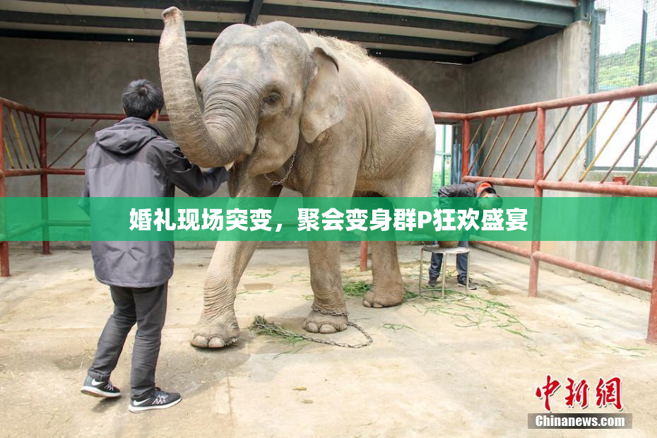 婚礼现场突变，聚会变身群P狂欢盛宴