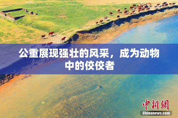 公重展现强壮的风采，成为动物中的佼佼者