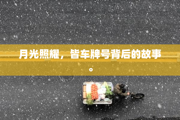 月光照耀，皆车牌号背后的故事。
