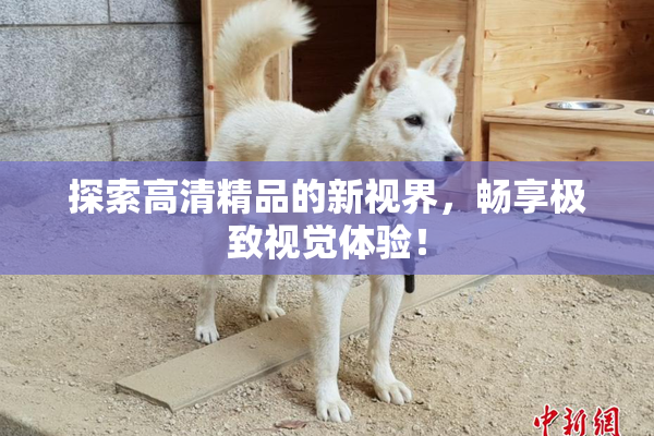探索高清精品的新视界，畅享极致视觉体验！