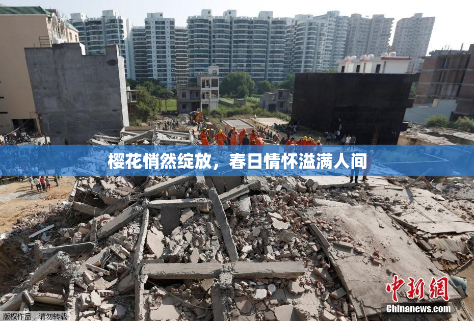 樱花悄然绽放，春日情怀溢满人间