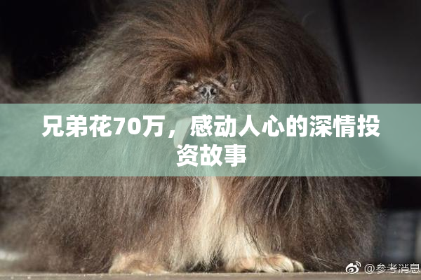 兄弟花70万，感动人心的深情投资故事