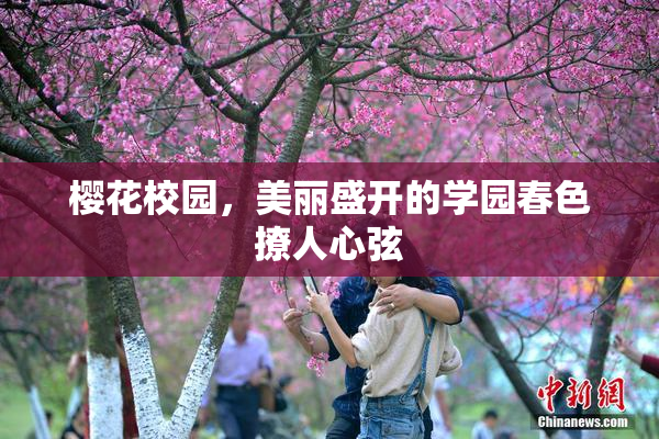 樱花校园，美丽盛开的学园春色撩人心弦