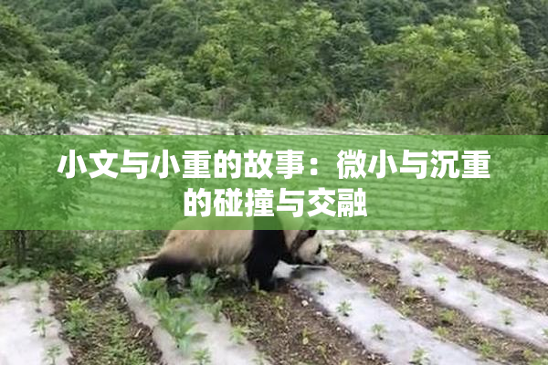 小文与小重的故事：微小与沉重的碰撞与交融