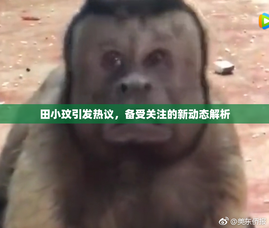 田小玟引发热议，备受关注的新动态解析