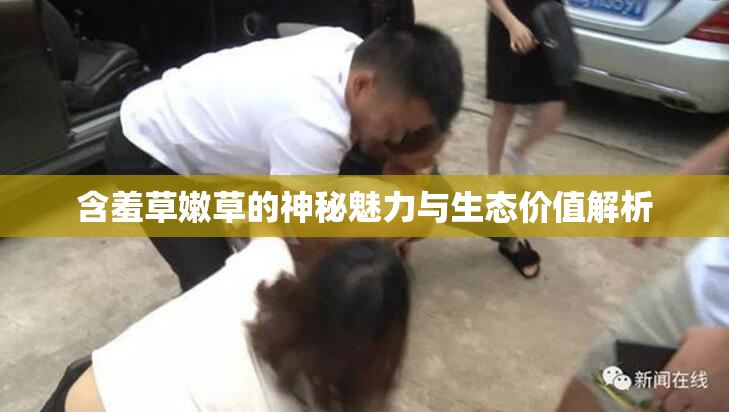含羞草嫩草的神秘魅力与生态价值解析