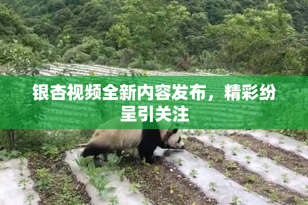 银杏视频全新内容发布，精彩纷呈引关注