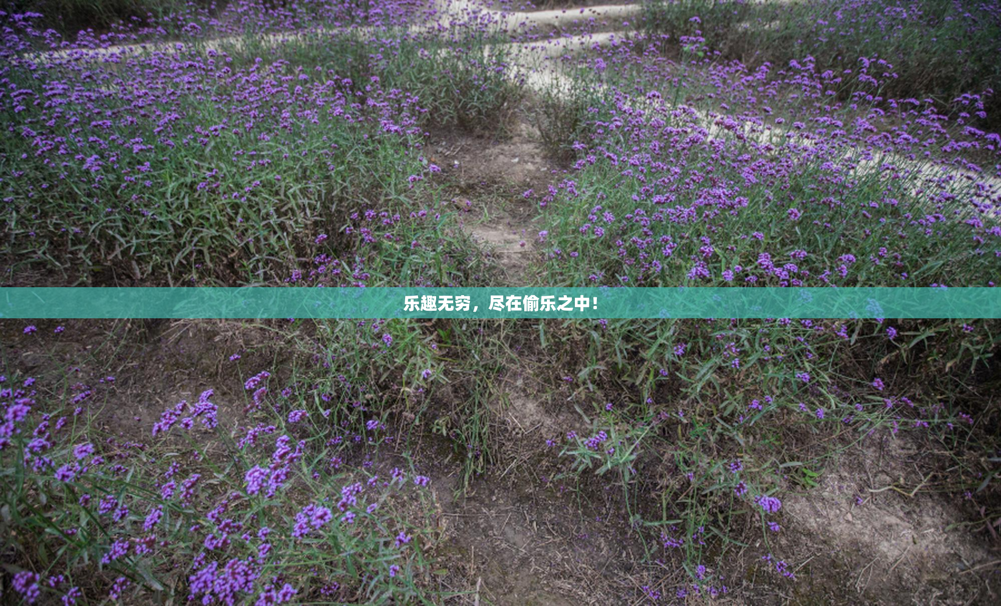 乐趣无穷，尽在偷乐之中！