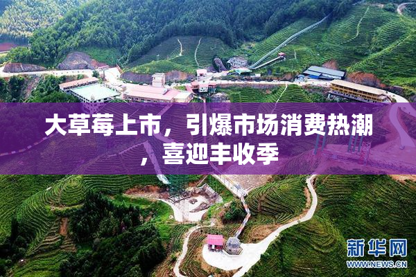 大草莓上市，引爆市场消费热潮，喜迎丰收季