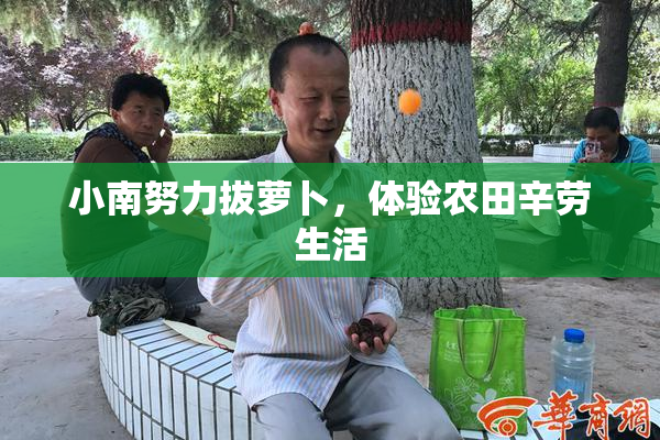 小南努力拔萝卜，体验农田辛劳生活