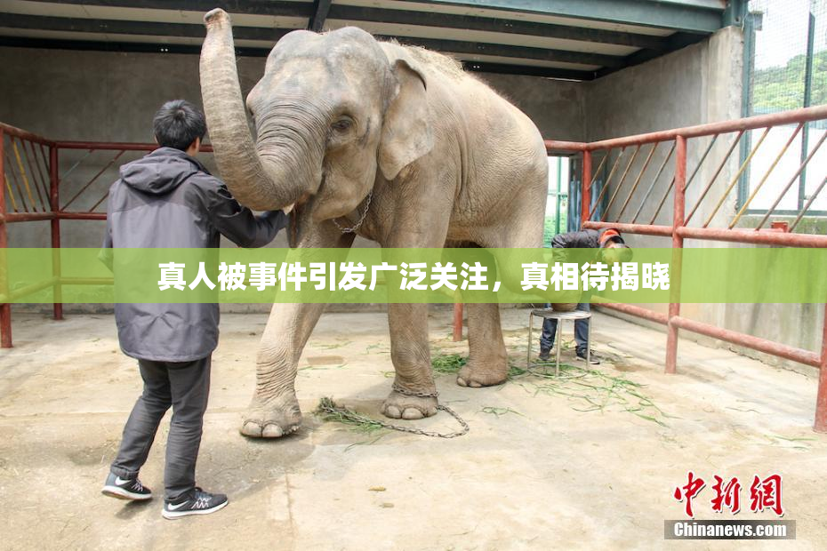 真人被事件引发广泛关注，真相待揭晓