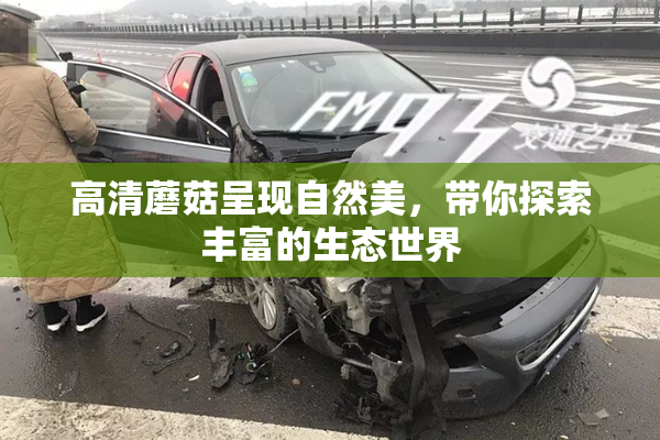 高清蘑菇呈现自然美，带你探索丰富的生态世界