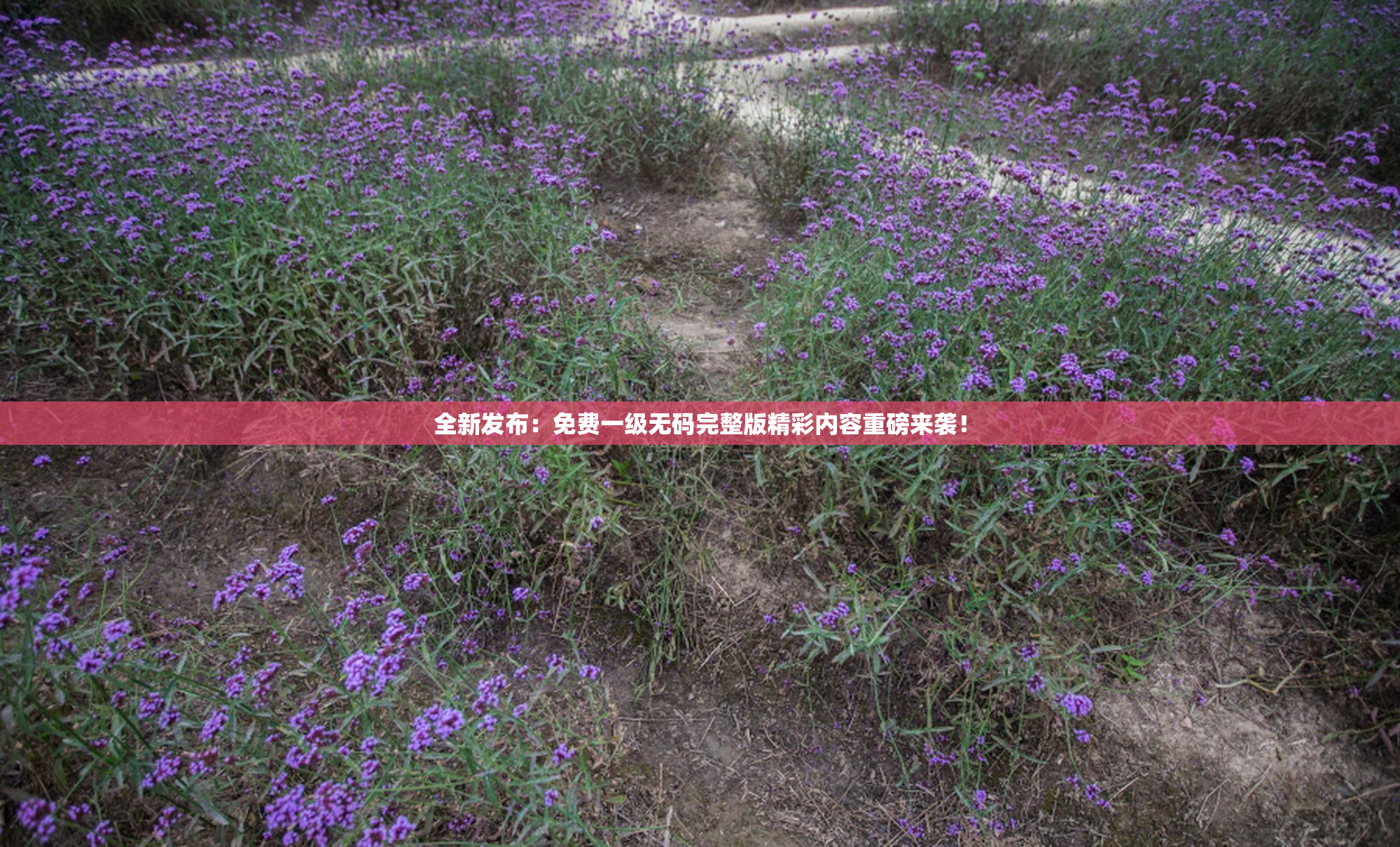 全新发布：免费一级无码完整版精彩内容重磅来袭！