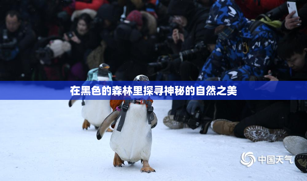 在黑色的森林里探寻神秘的自然之美