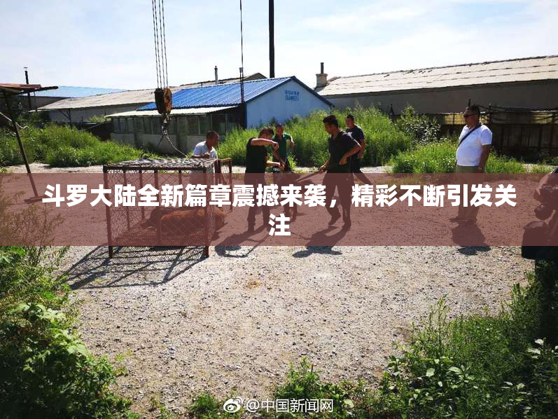 斗罗大陆全新篇章震撼来袭，精彩不断引发关注