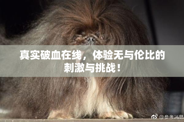 真实破血在线，体验无与伦比的刺激与挑战！