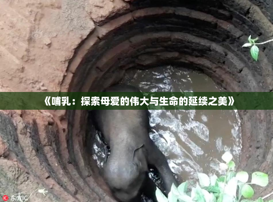 《哺乳：探索母爱的伟大与生命的延续之美》