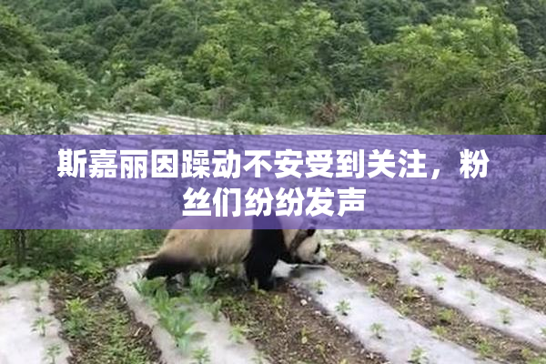 斯嘉丽因躁动不安受到关注，粉丝们纷纷发声