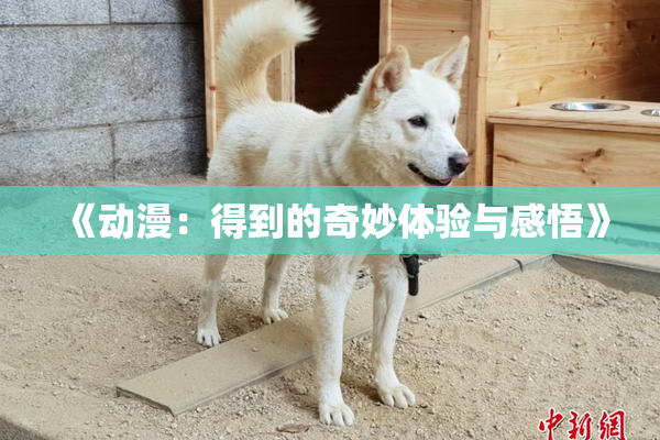 《动漫：得到的奇妙体验与感悟》